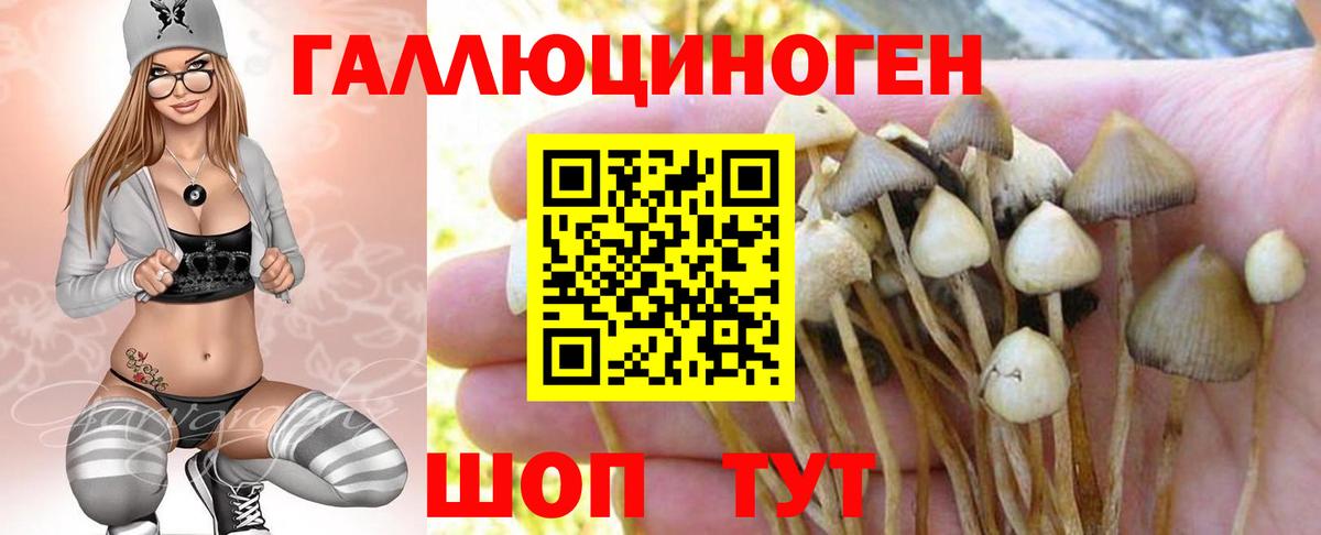 Псилоцибиновые грибы Psilocybe Нефтекумск